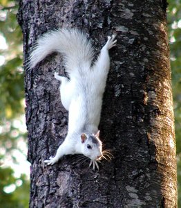 Brevard White Squirrel cursing out